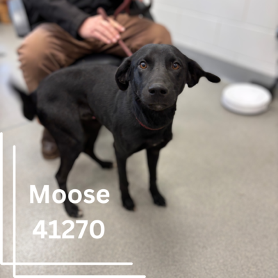 Click to view profile for Moose 