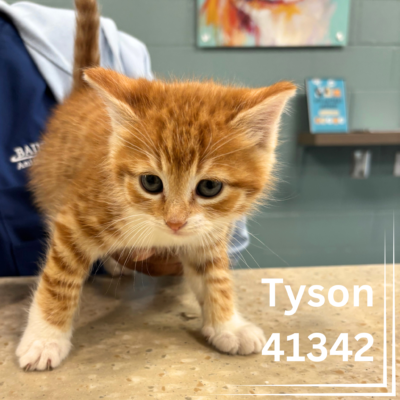 Click to view profile for Tyson 