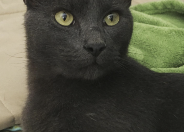 Click to view profile for Bagheera 